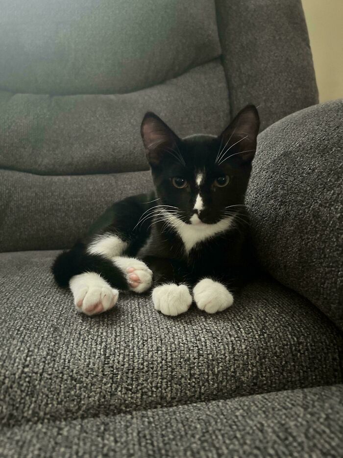 Adopted black and white cat relaxing comfortably on a gray couch, showing love and care in a cozy home.