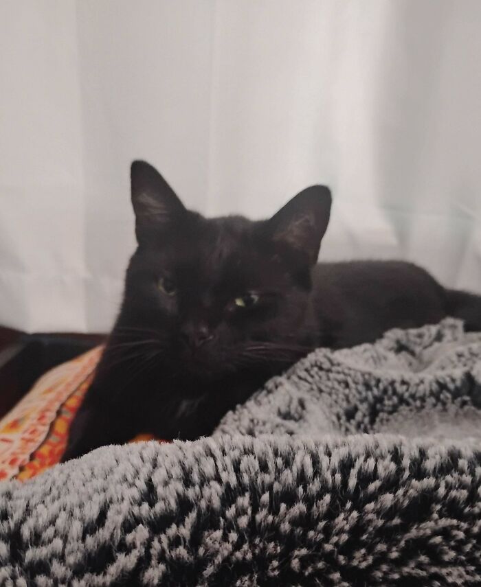 Black cat resting comfortably on a patterned blanket, one of the adopted animals finally showered with love and care.