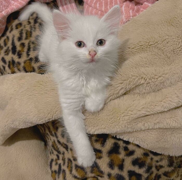 White kitten resting on soft blankets, one paw extended, showcasing adopted animals showered with love.