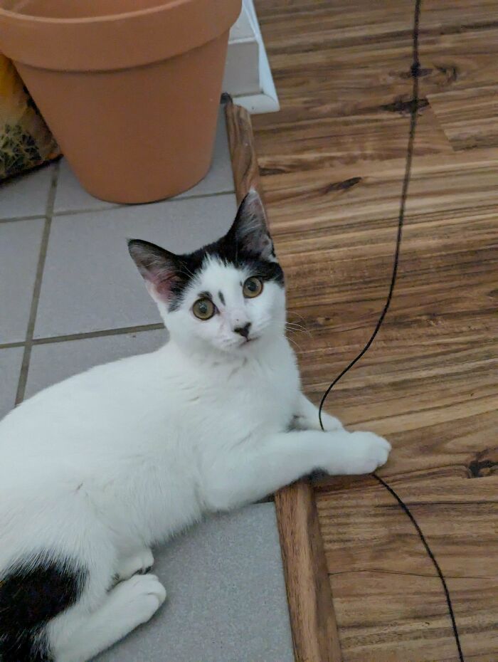 Adopted black and white cat resting by floor edge, showing love and comfort in a cozy home environment.