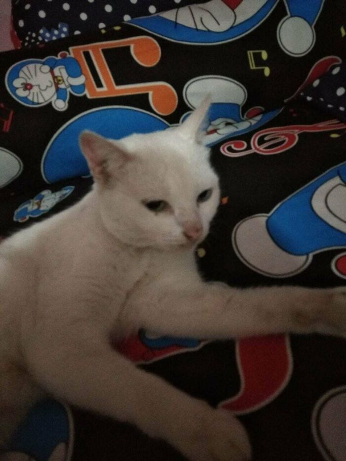 White adopted cat resting on a colorful cartoon-themed blanket, showing comfort and care in a loving home.