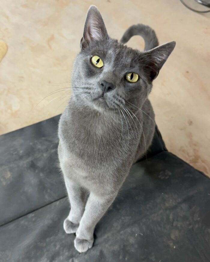 Gray adopted cat with yellow eyes looking up while standing on a dark surface, showing love and care.