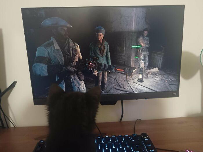 Cat watching video game characters on a monitor, highlighting adopted animals finally receiving love and care.