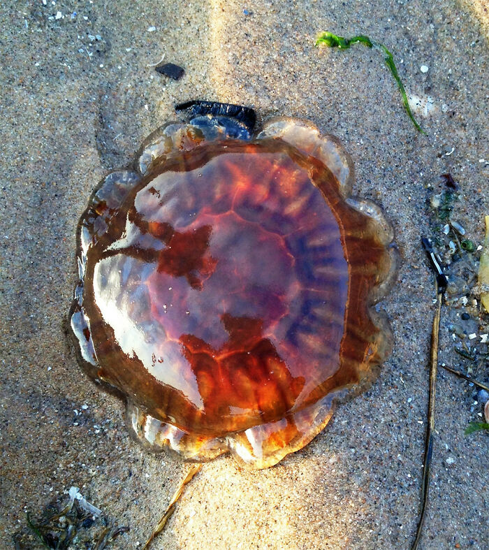 Close-up of an interesting and bizarre jellyfish found at the beach on wet sand with seaweed nearby.