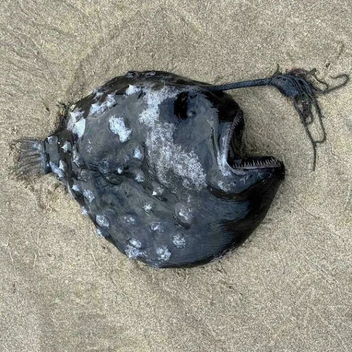 Strange deep-sea anglerfish with bioluminescent lure found washed up on sandy beach shore.