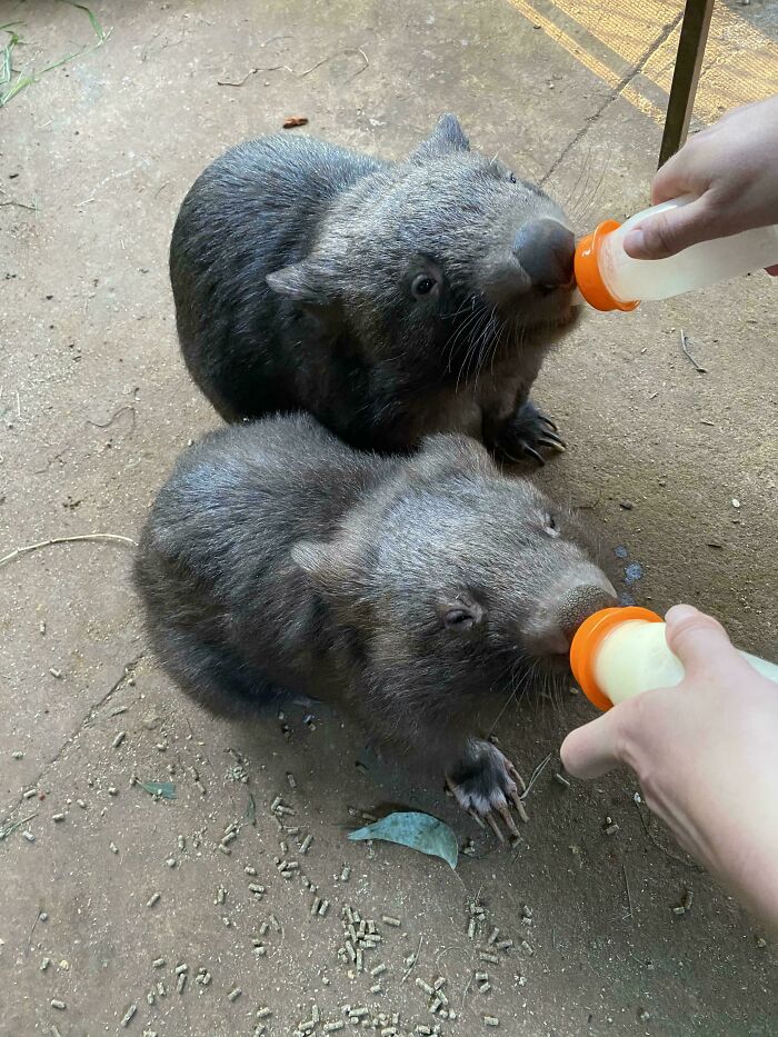Two wombats being bottle-fed by hands on a dirt ground, showcasing odd and funny animal group names.