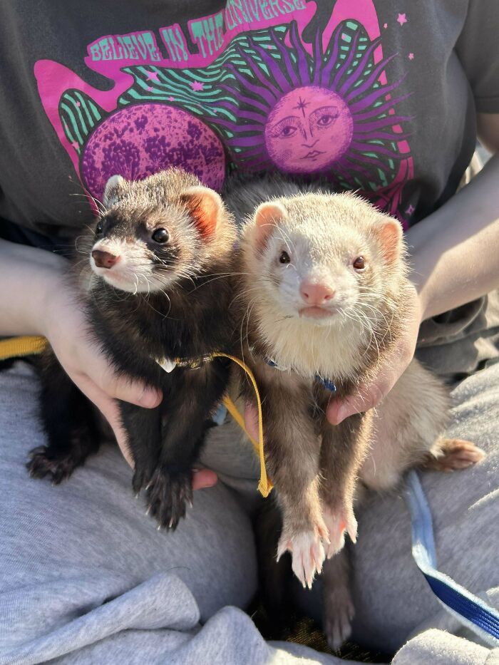 Two ferrets being held, illustrating odd and funny names for groups of animals that sound like a joke.