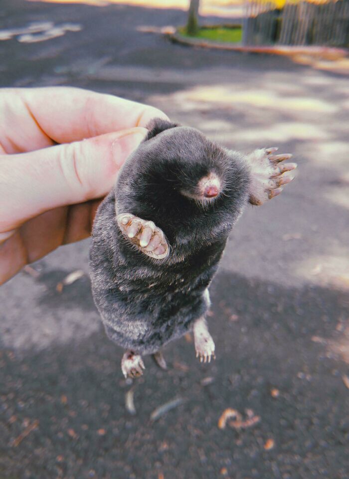 Close-up of a small mole held by hand, illustrating odd and funny names for groups of animals with humor.