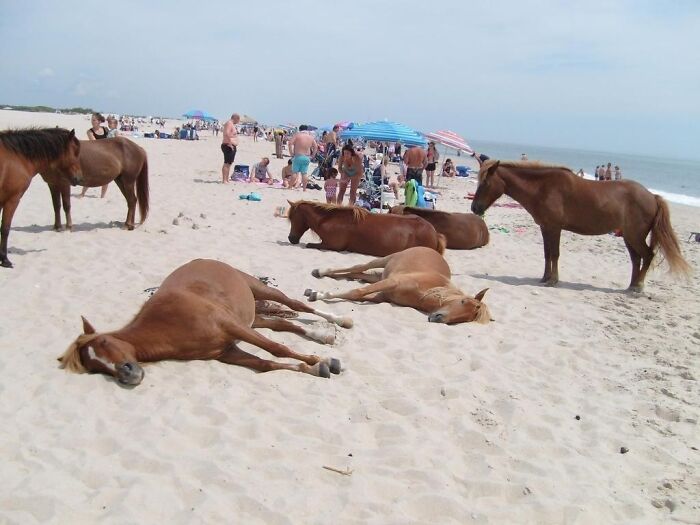 Horses resting and standing on a crowded sandy beach, an interesting and bizarre thing found at the beach.