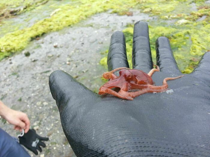 Small red octopus resting on a gloved hand among interesting and bizarre things found at the beach.