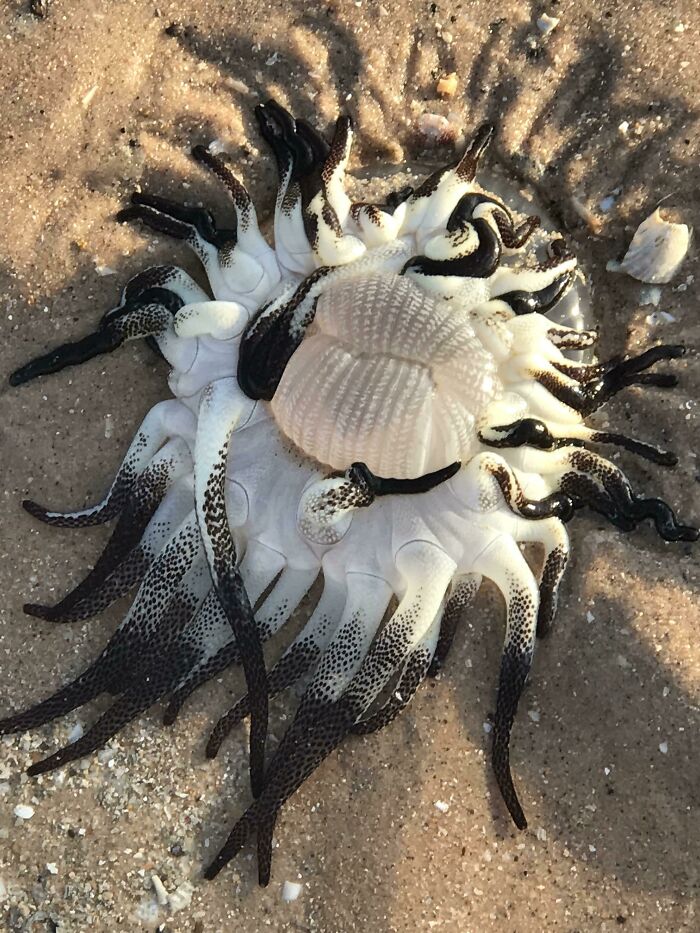 Black and white unusual sea creature washed up on sand, one of the bizarre things people found at the beach.