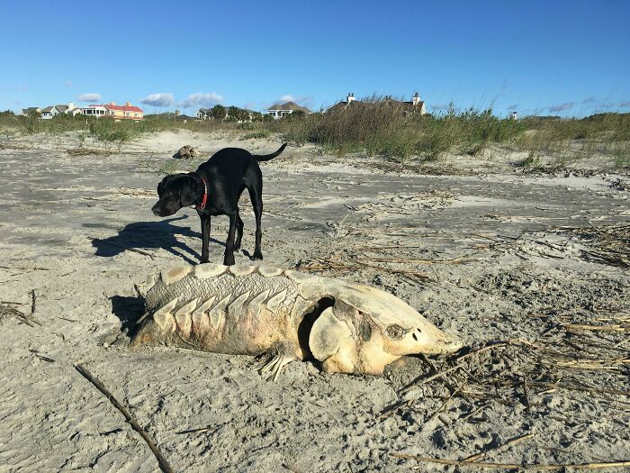 Black dog sniffing an unusual large fish skeleton found at the beach among sand and sparse vegetation.