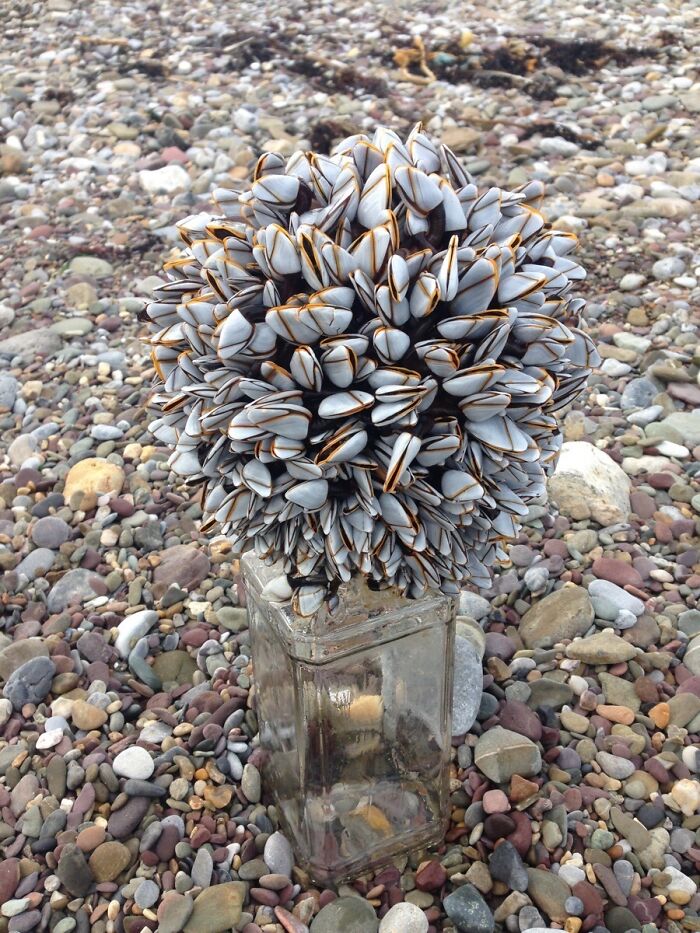 Cluster of strange shell creatures attached to a glass bottle on a rocky beach, showcasing bizarre things found at the beach.