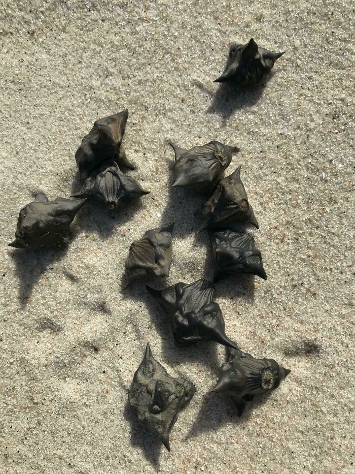 Cluster of strange dark seed pods found on sandy beach, an interesting and bizarre beach discovery.