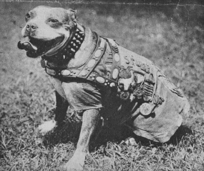 Black and white historical photo of a dog wearing a decorated jacket and studded collar, showcasing vintage pet attire.