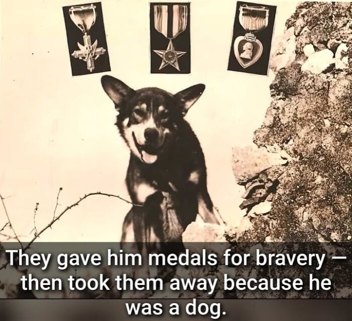 Historic photo of a brave dog awarded medals, highlighting unique perspectives on pets in history.