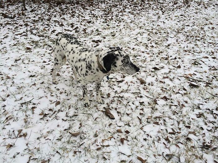 Dalmatian dog blending with snowy ground covered in scattered leaves, showing perfect matching with surroundings.