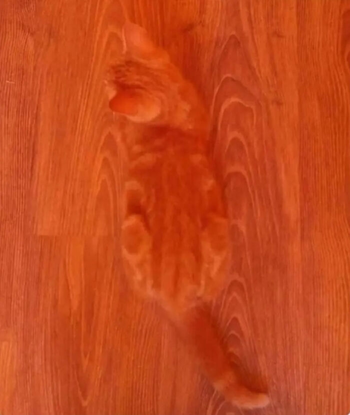 Orange cat blending perfectly with wooden floor, matching surroundings so well it causes a double take.