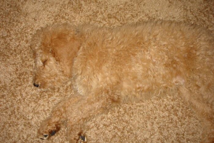 Curly-haired dog lying on carpet blending perfectly with its surroundings in a surprising camouflaged scene.
