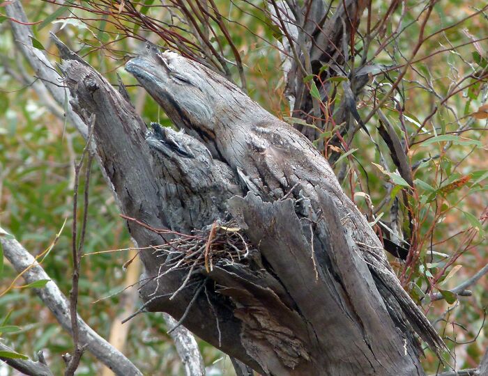 A bird camouflaged perfectly on a tree branch, matching its surroundings in a nature setting.