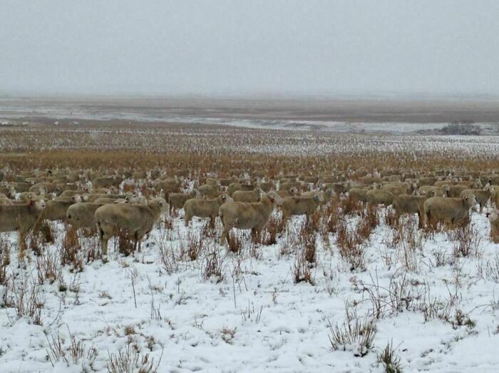 Sheep blending with snowy and grassy surroundings in a vast field, matching their environment for a natural camouflage effect.