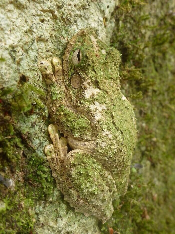 Camouflaged frog blending perfectly with mossy tree bark, showcasing nature's matching surroundings and amazing camouflage skills.