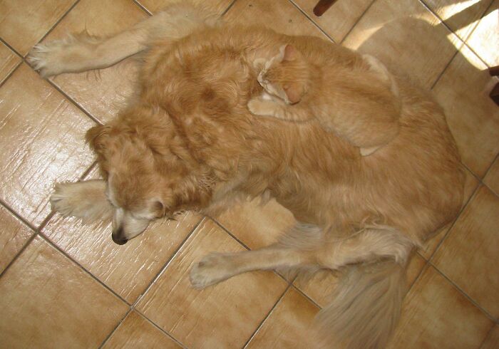 A golden retriever and an orange kitten lying together, matching their surroundings with similar fur colors.