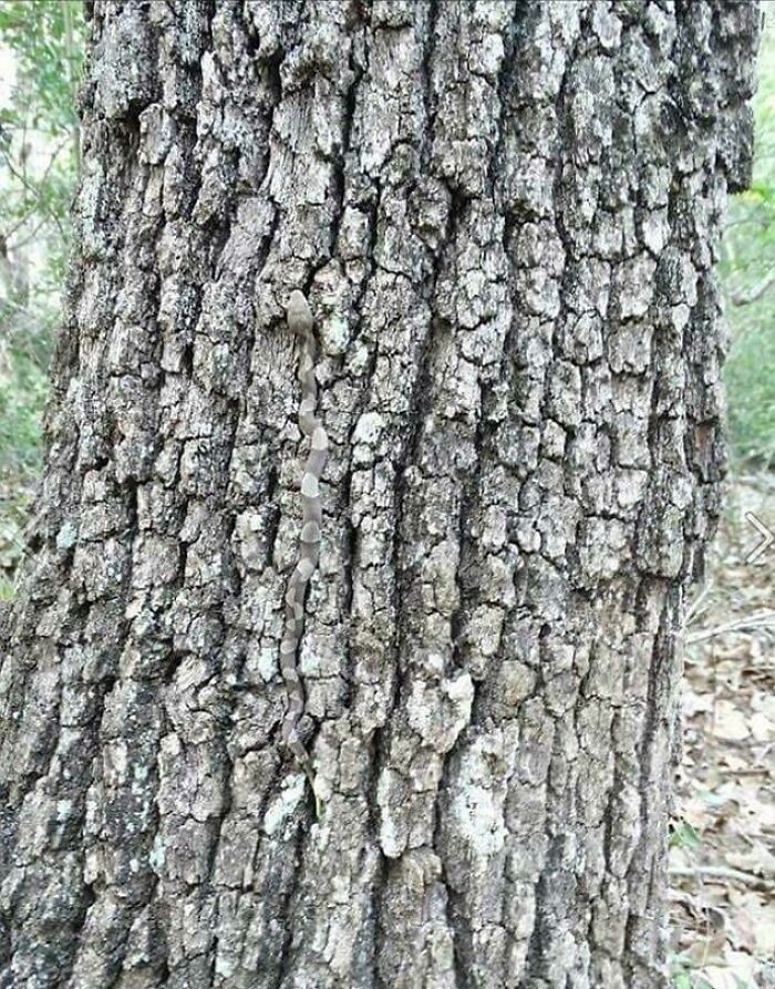 Snake camouflaged perfectly on textured tree bark, blending seamlessly with its surroundings in nature.