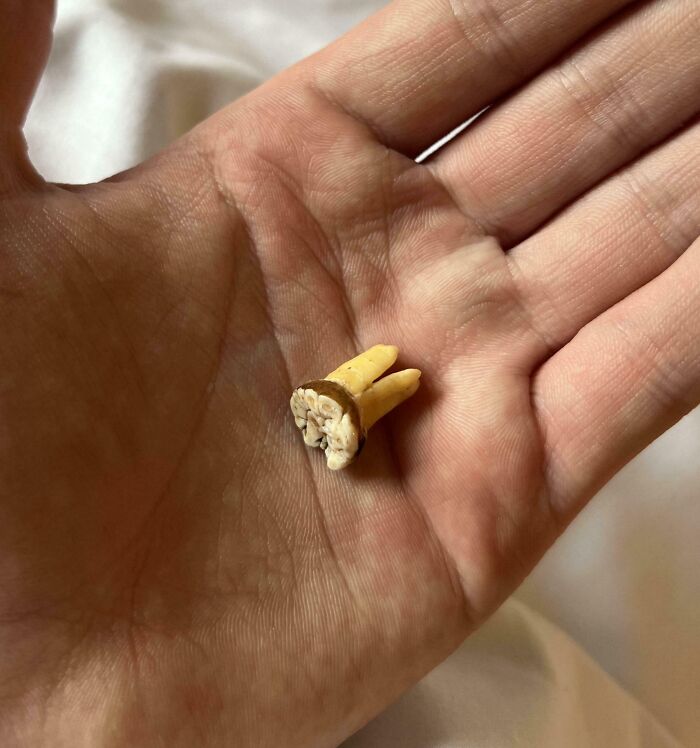 Close-up of a hand holding a creepy and unsettling extracted tooth, highlighting eerie captured moments.