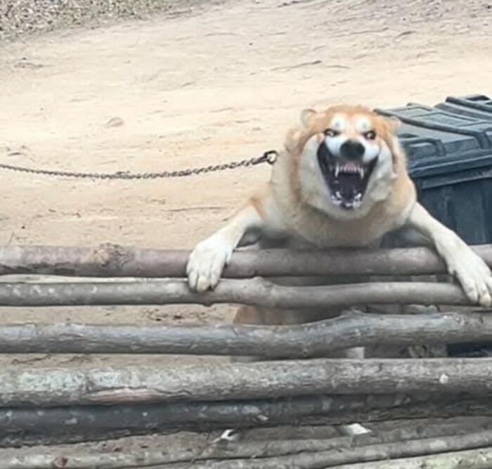 This Dog Freaking Out (At Another Dog)