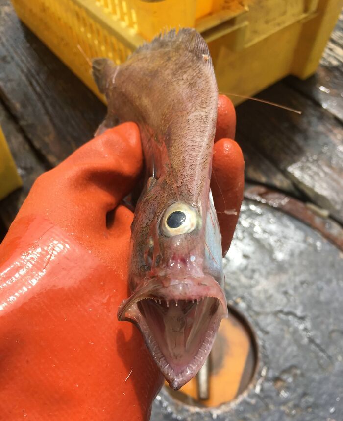 Unsettling close-up of a deep-sea fish with wide open mouth held by a gloved hand, capturing a creepy moment.
