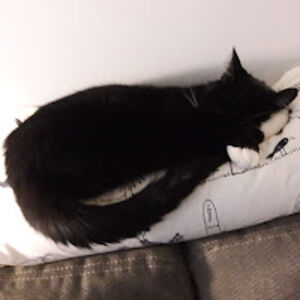 ameliafriedman avatar