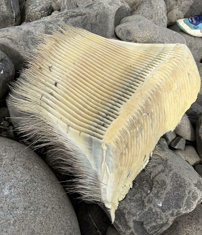 Unusual marine filter structure found among rocks on the beach, showcasing bizarre things people found at the beach.