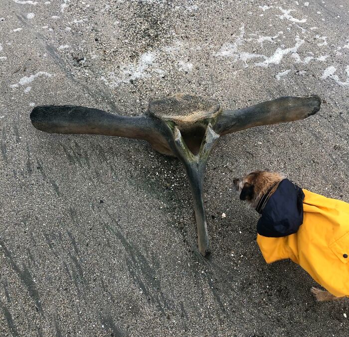 Dog wearing a yellow jacket inspecting a large bizarre object found at the beach on wet sand near sea foam.