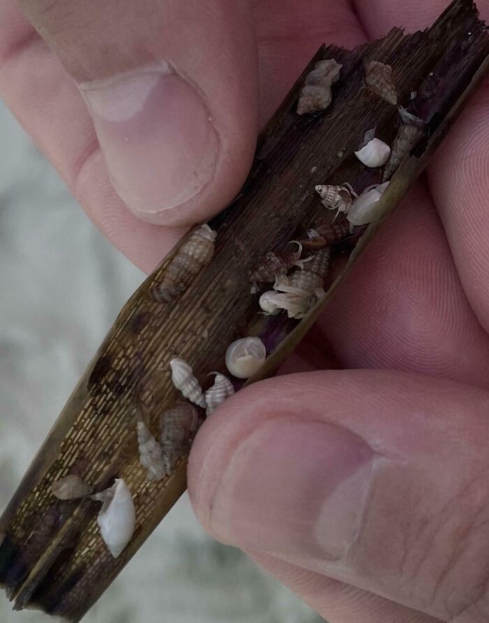 Close-up of small seashells and marine creatures found at the beach attached to a piece of seaweed held in hands.