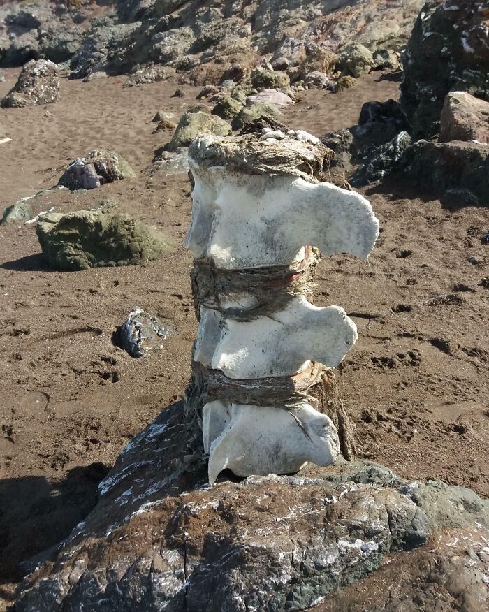 Large vertebra bones tied together and found among rocks on a sandy beach in an interesting and bizarre beach discovery.