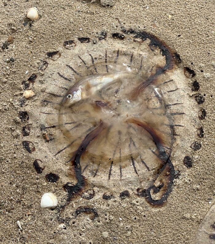 Jellyfish with dark markings washed ashore on sandy beach among small shells, an interesting and bizarre beach find.