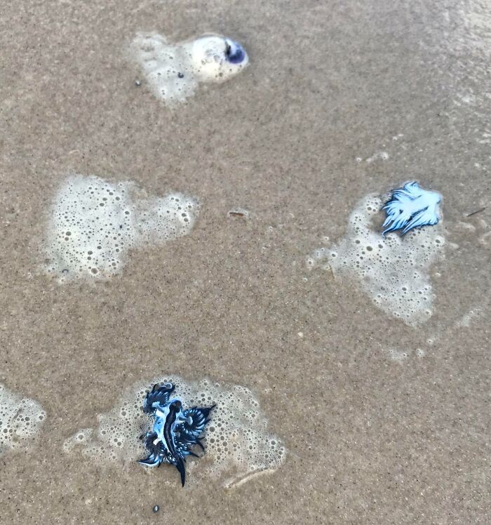 Blue and black marine creatures washed ashore on wet sand with sea foam, showcasing bizarre things found at the beach.