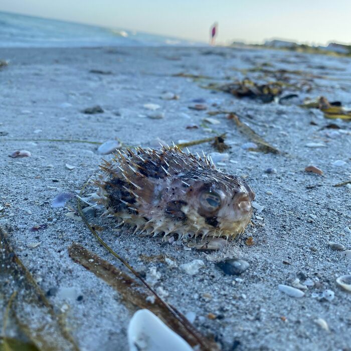 Spiky pufferfish found washed up on sandy beach among shells and seaweed close to the ocean shore.