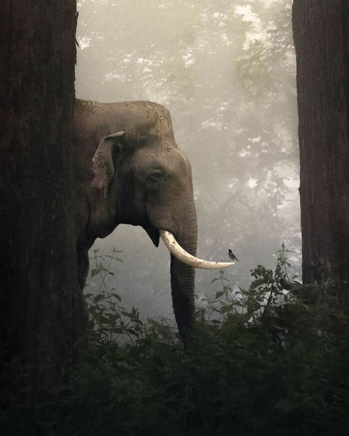 Misty forest elephant between trees with a bird perched on its tusk, serene wildlife scene — amazing photos
