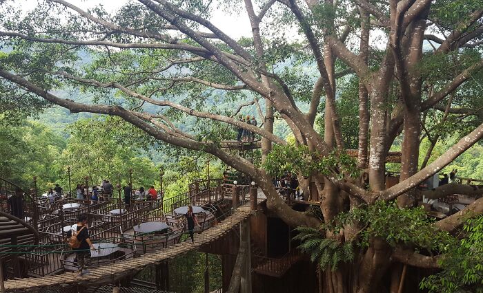 Outdoor bar and restaurant built around large tree with wooden walkways overlooking green forest landscape
