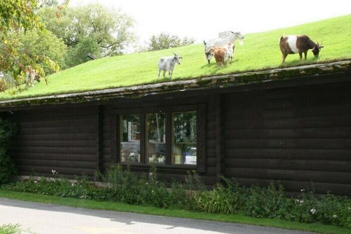Goats grazing on a green roof above a creative bar with rustic wooden exterior surrounded by greenery.