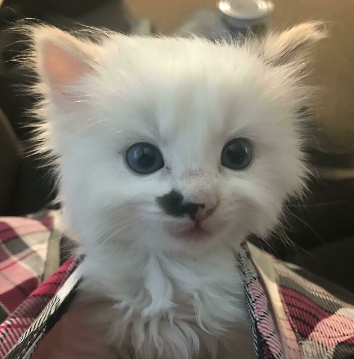 Fluffy white kitten with blue eyes and a black spot on its nose, capturing the essence of wholesome kind neighbors.