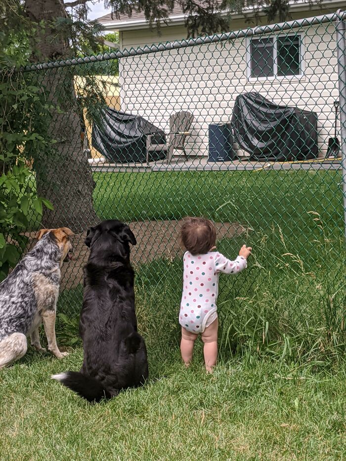 Baby and two dogs sitting by a fence, showcasing wholesome kind neighbors watching the yard together.
