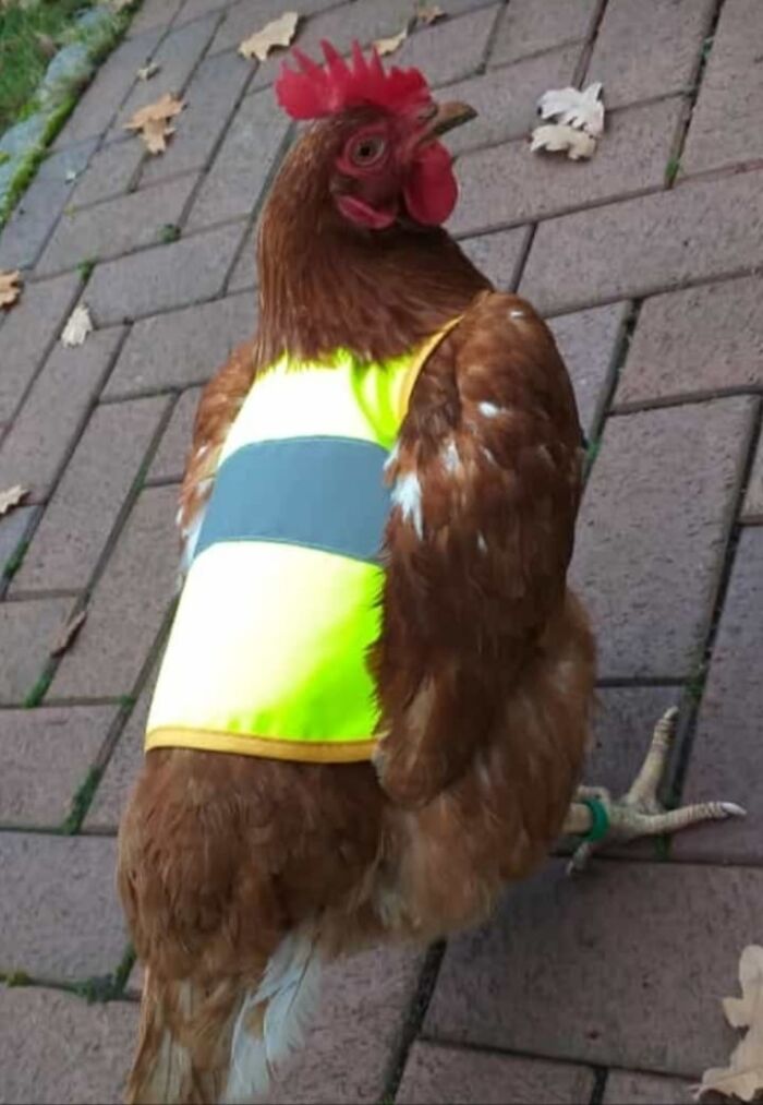 Chicken wearing a reflective safety vest walking on a paved path, representing wholesome kind neighbors in a community.