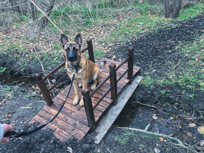 A wholesome-kind neighbors dog sitting calmly on a small wooden bridge over a creek in a natural setting.
