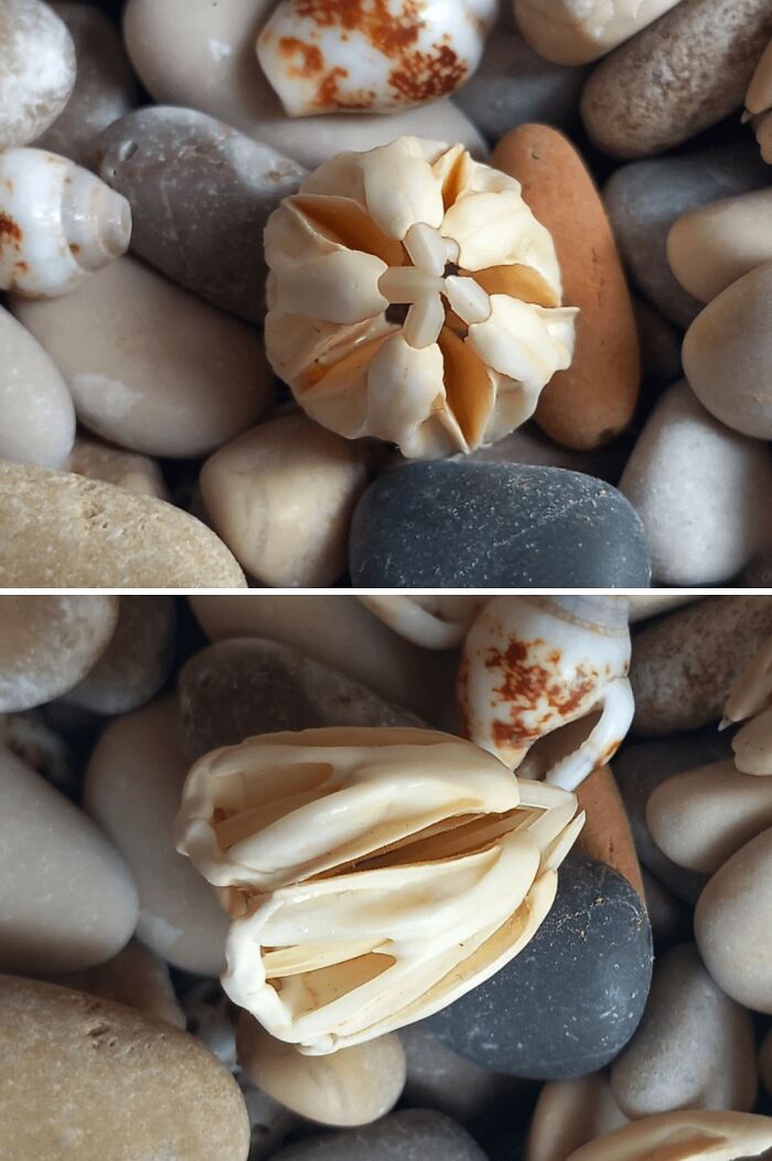 Unusual barnacle shell found at the beach among smooth pebbles showcasing interesting beach discoveries.