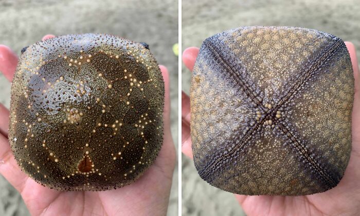 Two close-up views of a rare sea urchin found at the beach showing detailed textures and patterns.
