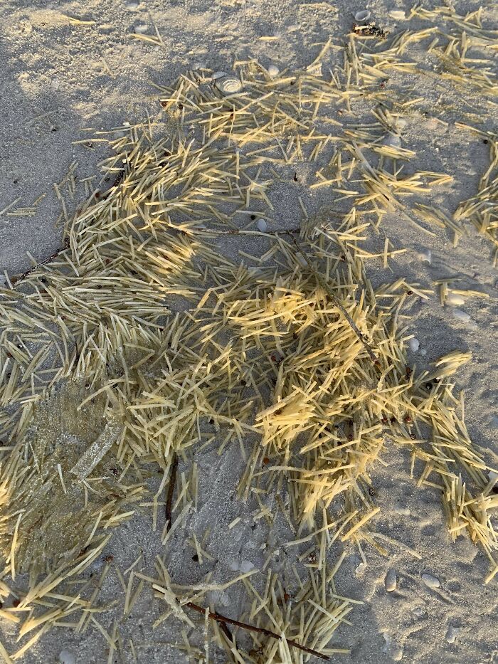 Unusual natural formation of thin, stick-like objects scattered on sandy beach, an interesting thing found at the beach.