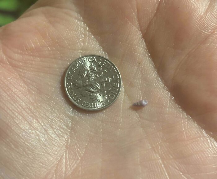 Tiny seashell next to a US quarter on a palm, showcasing an interesting and bizarre thing found at the beach.